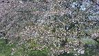 ochiai2-20250501092031.jpg