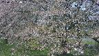 ochiai2-20250501094030.jpg