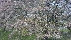 ochiai2-20250501100031.jpg