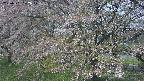 ochiai2-20250501102029.jpg