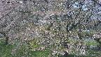 ochiai2-20250501103028.jpg