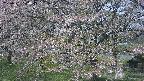 ochiai2-20250501104029.jpg