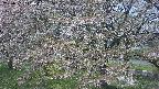 ochiai2-20250501110031.jpg