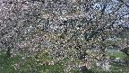 ochiai2-20250501112032.jpg