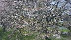 ochiai2-20250501120033.jpg