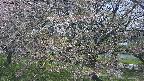 ochiai2-20250501122039.jpg