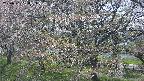 ochiai2-20250501130034.jpg