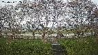 ochiai3-20250420062044.jpg