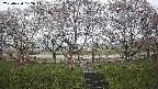 ochiai3-20250420072043.jpg