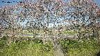 ochiai3-20250422075046.jpg