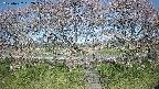 ochiai3-20250422082045.jpg
