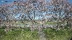 ochiai3-20250422083044.jpg