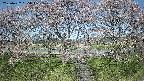 ochiai3-20250422095048.jpg