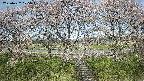ochiai3-20250422105047.jpg