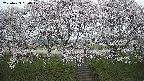 ochiai3-20250423050048.jpg