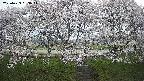 ochiai3-20250423053046.jpg