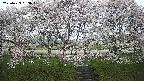 ochiai3-20250423063044.jpg