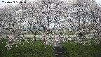 ochiai3-20250423074043.jpg