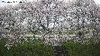 ochiai3-20250423080044.jpg