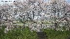 ochiai3-20250423084044.jpg