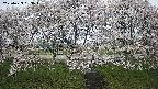 ochiai3-20250423093044.jpg
