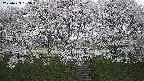 ochiai3-20250423183044.jpg