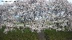 ochiai3-20250424050045.jpg