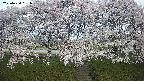 ochiai3-20250424051041.jpg