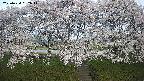 ochiai3-20250424052043.jpg