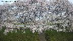 ochiai3-20250424053045.jpg