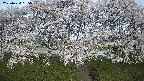 ochiai3-20250424055041.jpg