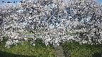 ochiai3-20250424062044.jpg