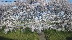 ochiai3-20250424063042.jpg