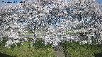 ochiai3-20250424064044.jpg