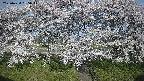 ochiai3-20250424065046.jpg