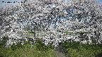 ochiai3-20250424071044.jpg