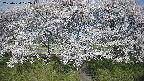 ochiai3-20250424072047.jpg