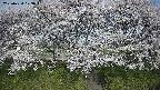 ochiai3-20250424073044.jpg