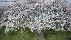 ochiai3-20250424074046.jpg
