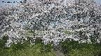 ochiai3-20250424075044.jpg