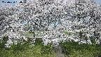 ochiai3-20250424080044.jpg