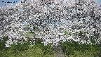 ochiai3-20250424081045.jpg
