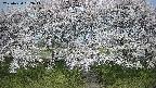 ochiai3-20250424082047.jpg