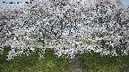 ochiai3-20250424083044.jpg