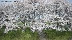 ochiai3-20250424084045.jpg