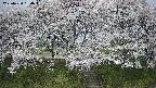 ochiai3-20250424090044.jpg