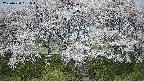 ochiai3-20250424091046.jpg