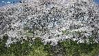 ochiai3-20250424093048.jpg