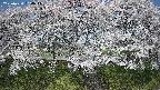 ochiai3-20250424094047.jpg