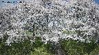ochiai3-20250424100046.jpg